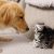 Golden retriever and kitten gradually become friends