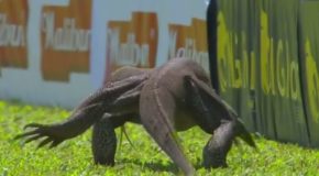 Monitor lizard invades a cricket pitch and stops the game