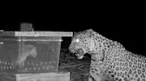 Mother Leopard tries very hard to get reunited with her lost cub