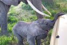 Mother elephant tries to stop her baby from entering a tourist bus