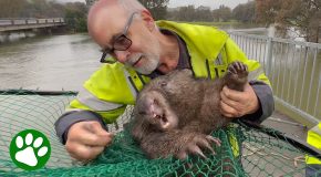 Stuck And Panicked Wombat Gets Rescued By An Old Man