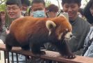 Beautiful red panda impresses everyone at the zoo