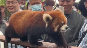 Beautiful red panda impresses everyone at the zoo