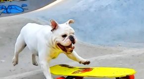 Bulldog brothers absolutely love skateboarding