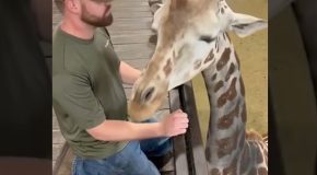 Chiropractor helps a giraffe in pain