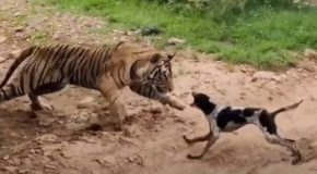 Curious dog gets killed by a tiger