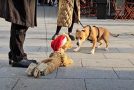 Cute dog plays with a marionette puppy on the street