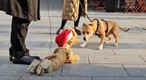 Cute dog plays with a marionette puppy on the street