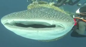 Divers save a whale shark with a rope tied around its neck