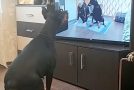 Dog does his own routine exercise while watching a tutorial