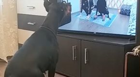 Dog does his own routine exercise while watching a tutorial