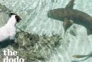 Dog loves playing with her shark friend everyday