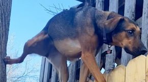 Dog shows off its climbing skills by climbing trees everyday