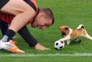 Dogs being better at sports than their humans