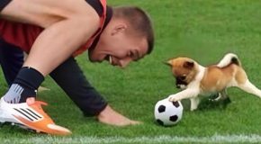 Dogs being better at sports than their humans