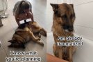 German Shepherd just doesn’t want to have a bath