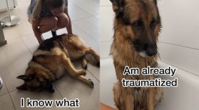 German Shepherd just doesn’t want to have a bath