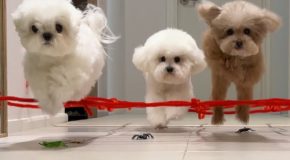 Little dogs going through an obstacle course