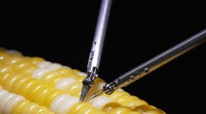Microsurgery assistance robot puts sutures on a corn kernel