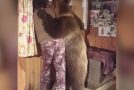 Pet bear loves cuddling with his owner