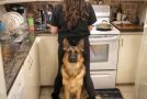 Times when dogs become trusted bodyguards