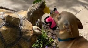 Adorable dog brings toys for his tortoise brother