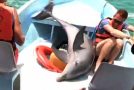 Boat ride ends with a dolphin jumping into the boat