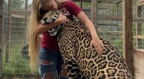 Checking the teeth on big cats