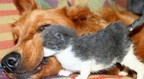 Dogs who started loving their cats since they met