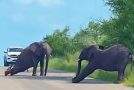 Elephant behaves goofy on the road
