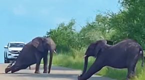 Elephant behaves goofy on the road