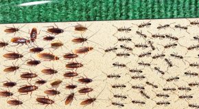 Insane competition between 1000 cockroaches and 1000 ants