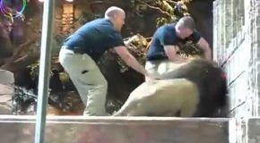 Man gets saved from a male lion attack by a female lion