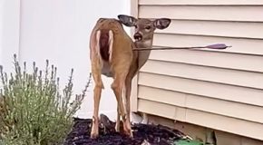 Man saves a deer hit by an arrow and adopts it