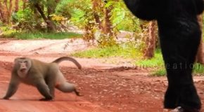 Man wearing a fake gorilla costume pranks monkeys