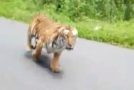 Motorcyclist barely escapes a tiger attack