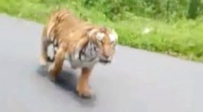 Motorcyclist barely escapes a tiger attack