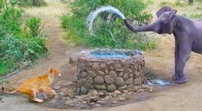 Resting lioness gets sprayed with water by an elephant