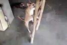 Dog climbs up a ladder to stay close to her owner