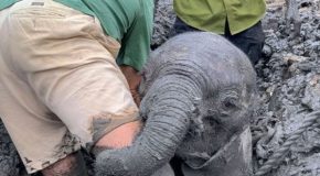 Baby Elephant Gets Stuck In Mud; Its Mother Doesn’T Leave Its Side