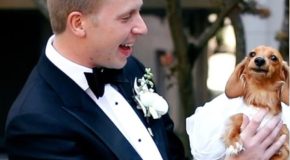 Beautiful clip of a groom and his dachshund during his wedding