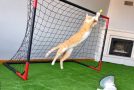 Cat playing as the goalkeeper in a football game gets disqualified