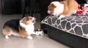 Funny Fight Between Two Angry Corgis