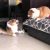Funny Fight Between Two Angry Corgis