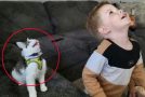 Funny moments between cats and humans