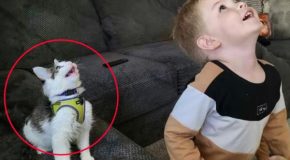 Funny moments between cats and humans