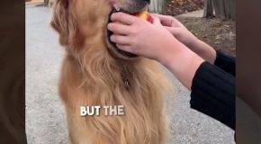 Golden Retriever Refuses To Give Up An Apple