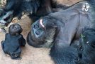Heartwarming first interaction between a baby gorilla and her father