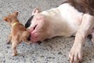 Little baby Chihuahua teases a sleepy American bulldog