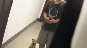 Little boy adopts a stray puppy and raises it